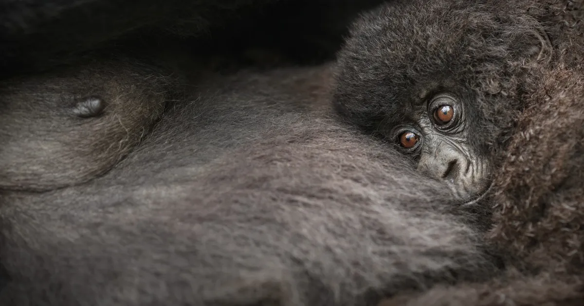 Orangutanid ehitavad pesi, kus on nii padjad kui tekid