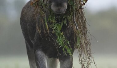GALERII ⟩ Tuntud loodusfotograafid toovad aasta looma inimestele lähemale