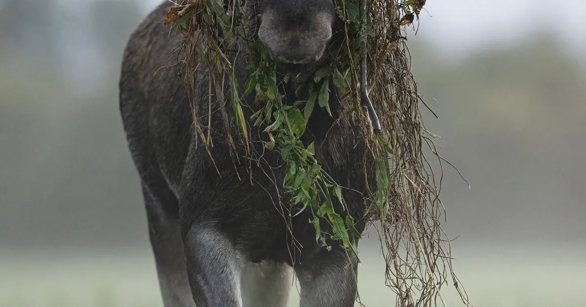 GALERII ⟩ Tuntud loodusfotograafid toovad aasta looma inimestele lähemale