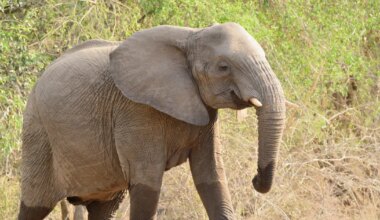 TRAAGILINE ⟩ Väike tüdruk hukkus elevantide jalge all