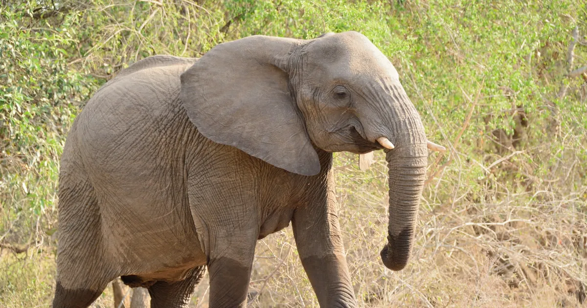 TRAAGILINE ⟩ Väike tüdruk hukkus elevantide jalge all