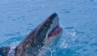sajad haid ründasid kalaparve rannajoonele väga lähedal