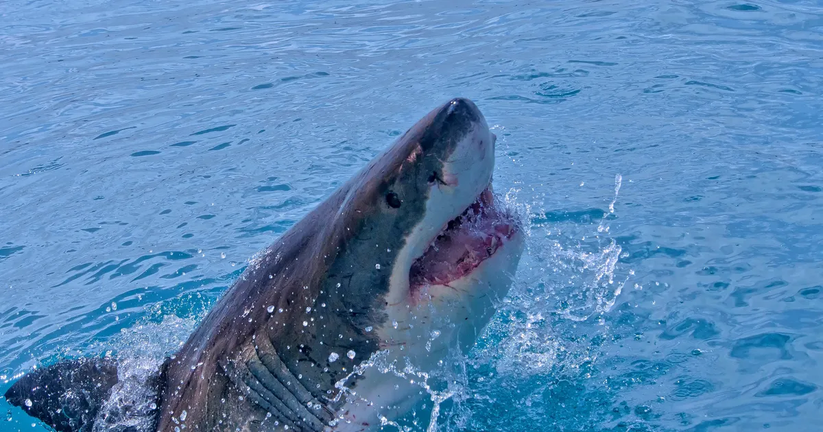 sajad haid ründasid kalaparve rannajoonele väga lähedal