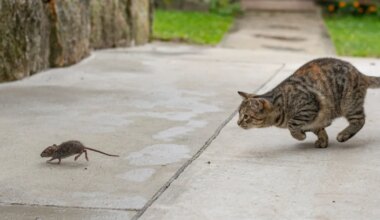 KULINAARNE KATASTROOF ⟩ Kass lisas perenaise supile ootamatu koostisosa
