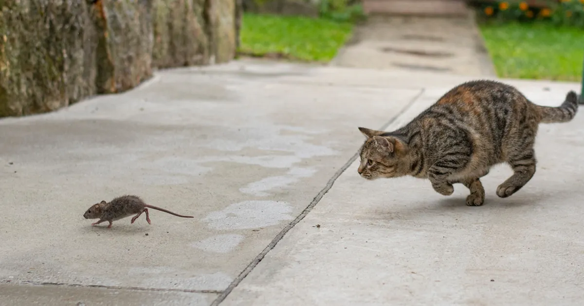 KULINAARNE KATASTROOF ⟩ Kass lisas perenaise supile ootamatu koostisosa