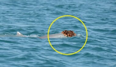 Selline on delfiinihärrade uus moodne peakate – eks ikka daamide võlumiseks