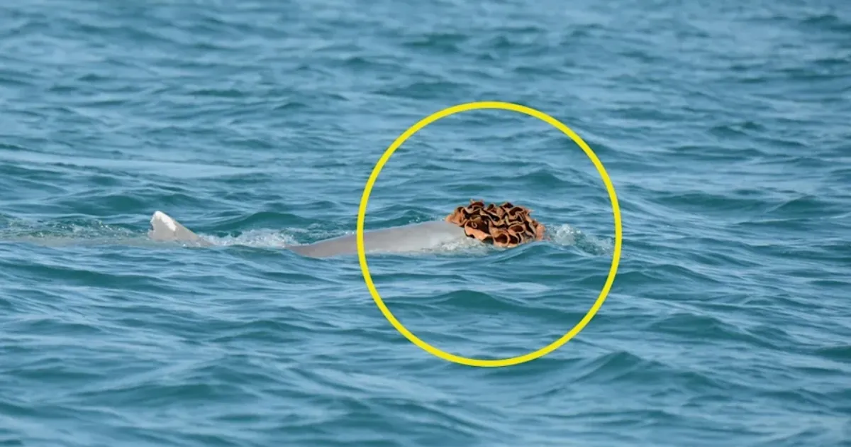 Selline on delfiinihärrade uus moodne peakate – eks ikka daamide võlumiseks