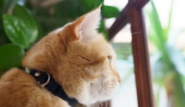 Kui kauaks võib kassi üksi koju jätta? Eksperdid annavad selge vastuse