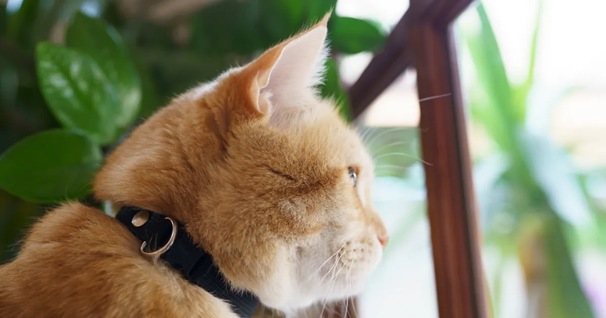 Kui kauaks võib kassi üksi koju jätta? Eksperdid annavad selge vastuse