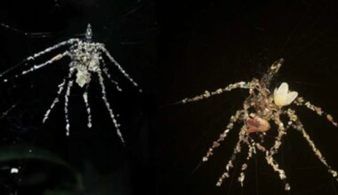 VIDEO ⟩ Teadlastel vajusid suud lahti – see ämblik teeb midagi enneolematut