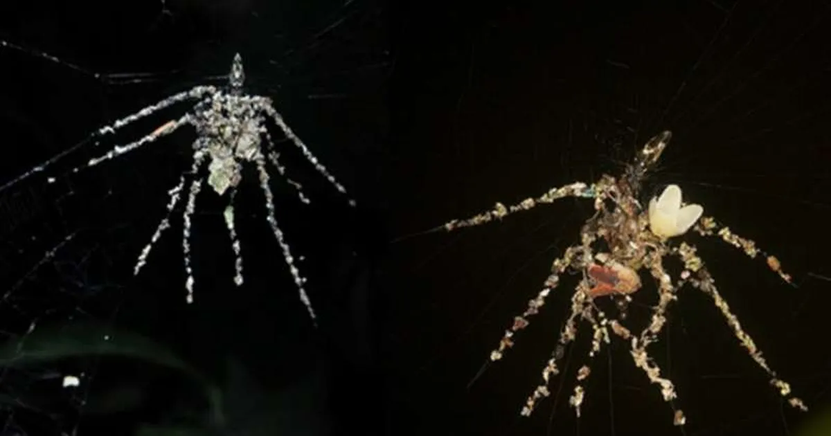 VIDEO ⟩ Teadlastel vajusid suud lahti – see ämblik teeb midagi enneolematut