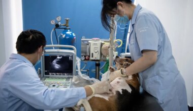 Lemmikute kloonimine on nüüd igapäine – see on siiski vähestele kättesaadav