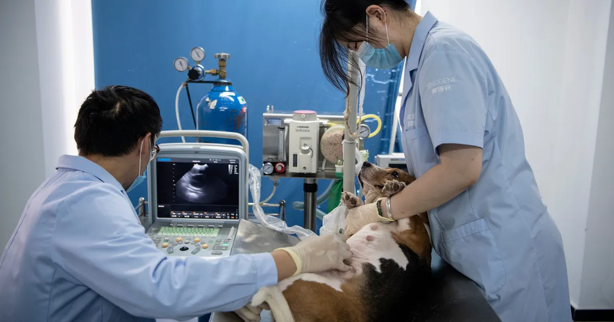 Lemmikute kloonimine on nüüd igapäine – see on siiski vähestele kättesaadav