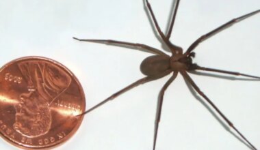 Ühes Kansase kodus elati koos tuhandete mürgiste hiidämblikega