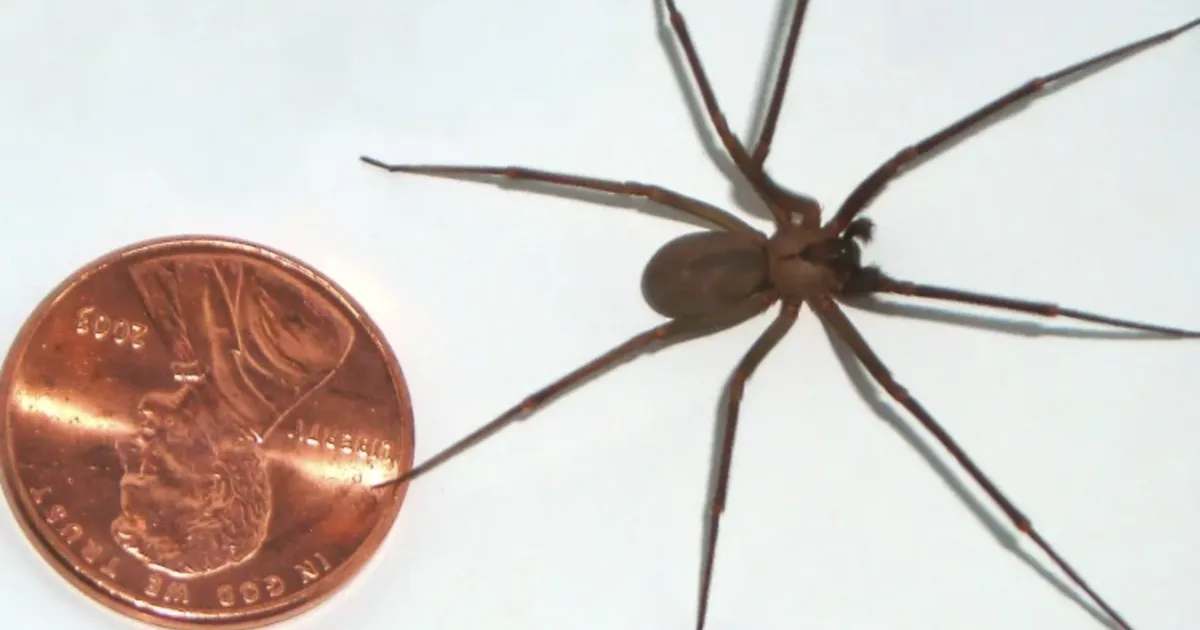 Ühes Kansase kodus elati koos tuhandete mürgiste hiidämblikega