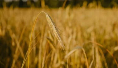 Viljelusvõistluse tulemused selguvad lõpukonverentsil