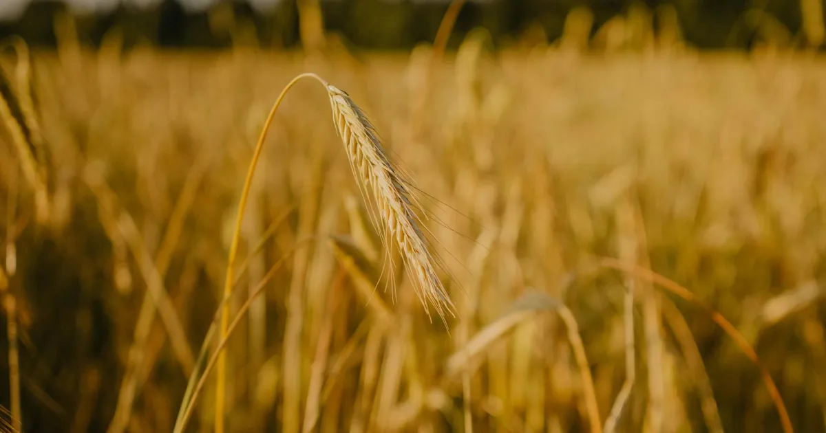 Viljelusvõistluse tulemused selguvad lõpukonverentsil