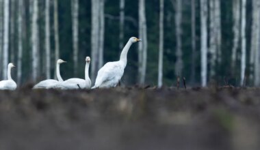 LOODUSVAATLUS ⟩ Õhus väreleb ärevus: luiged aimavad lume tulekut