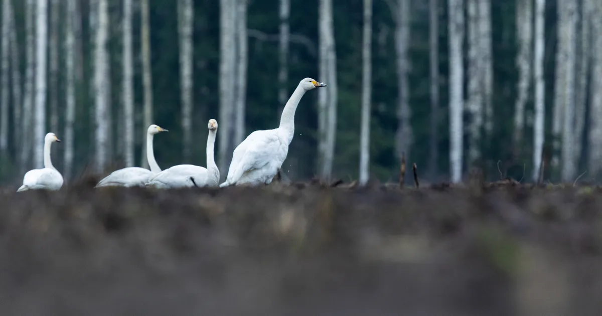 LOODUSVAATLUS ⟩ Õhus väreleb ärevus: luiged aimavad lume tulekut