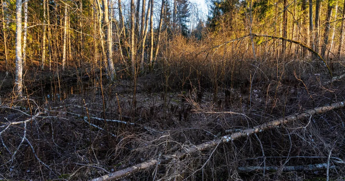 LAURA UIBOPUU, LIIS KEERBERG, FARIŠTAMO ELLER ⟩ Aeg minna sisuliseks – roheline maakaart ei tähenda veel rohelist maastikku