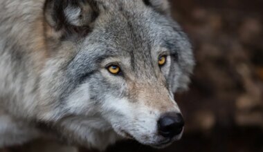 ei osanud muud teha, kui...