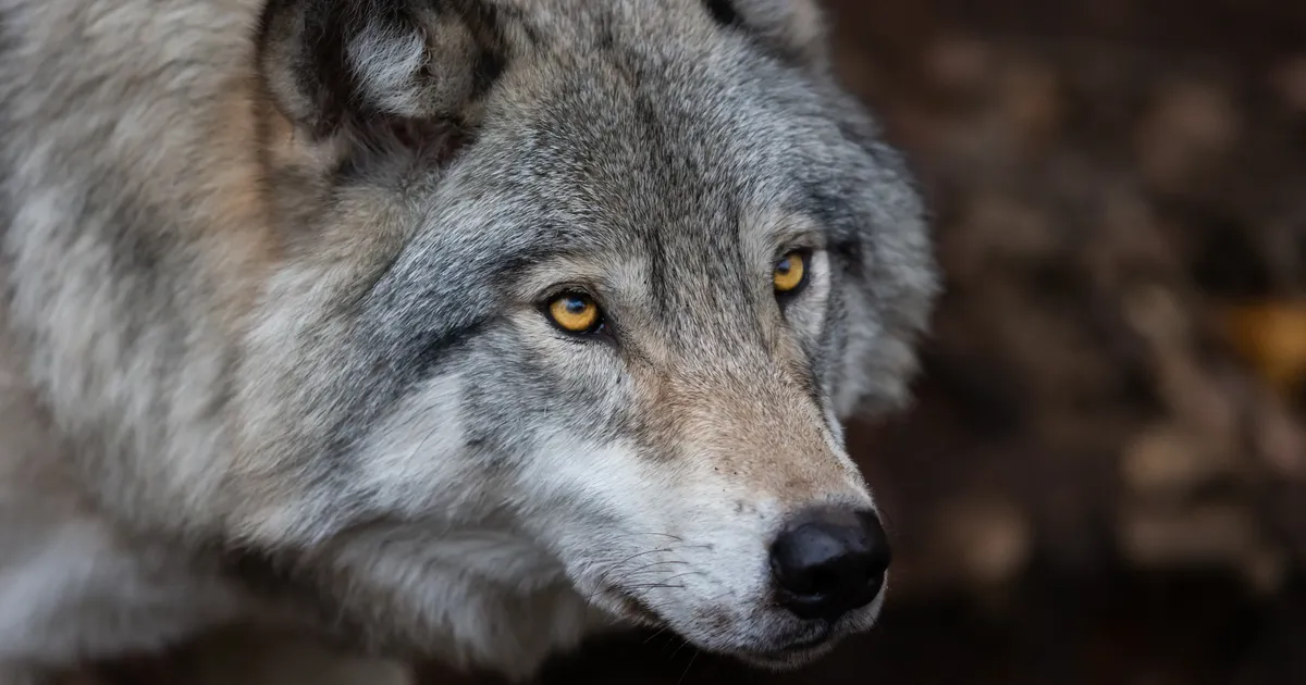 ei osanud muud teha, kui...