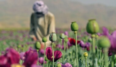 SALARELV ⟩ CIA pommitas Afganistani põlde oopiumisaaki vähendavate mooniseemnetega