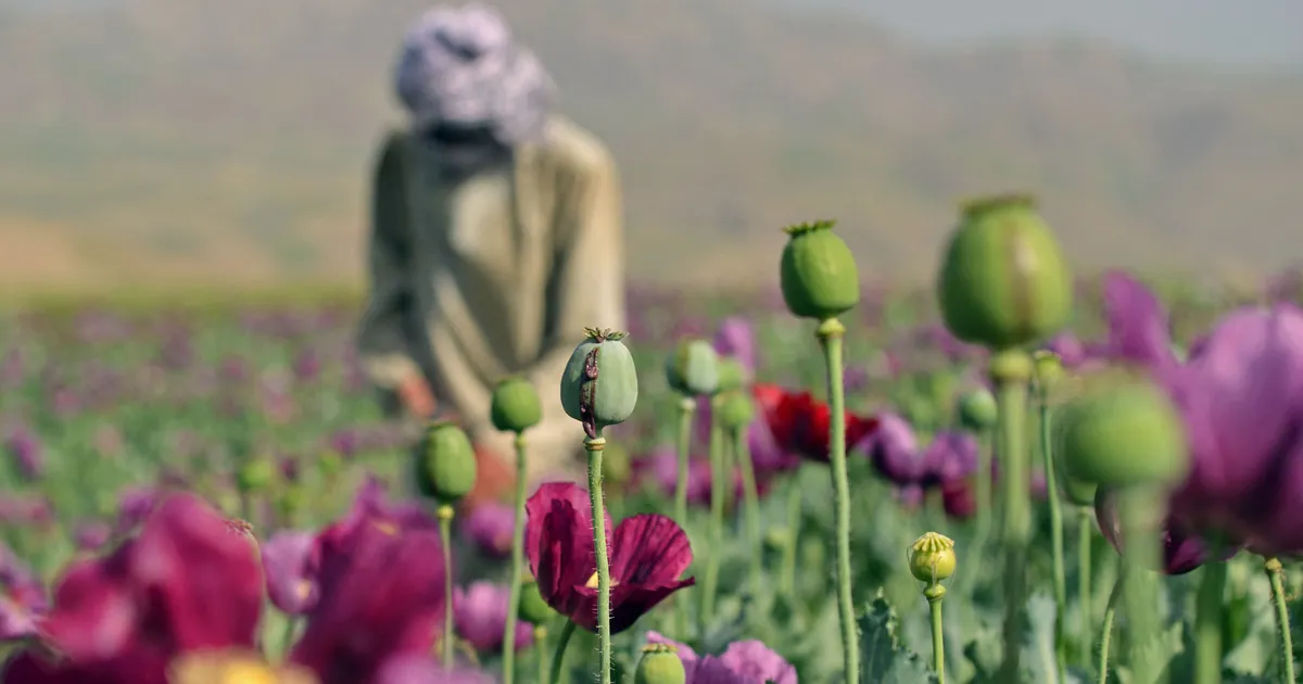 SALARELV ⟩ CIA pommitas Afganistani põlde oopiumisaaki vähendavate mooniseemnetega