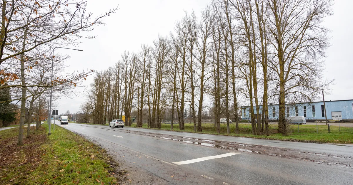 Aruküla tee äärest kaovad kõik paplid