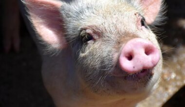 Sead võivad peagi päästa miljonite haigete inimeste elud