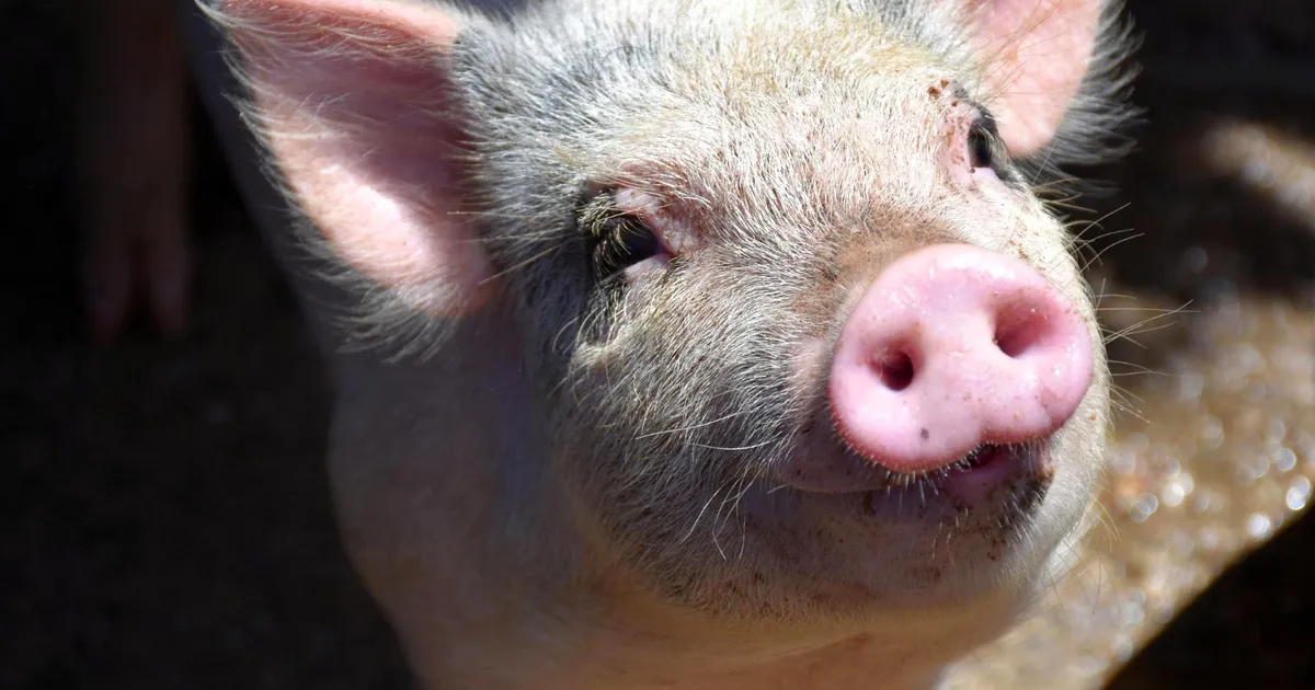 Sead võivad peagi päästa miljonite haigete inimeste elud