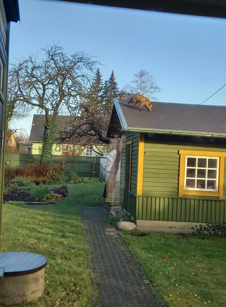 Rebane Pärnus maja katusel