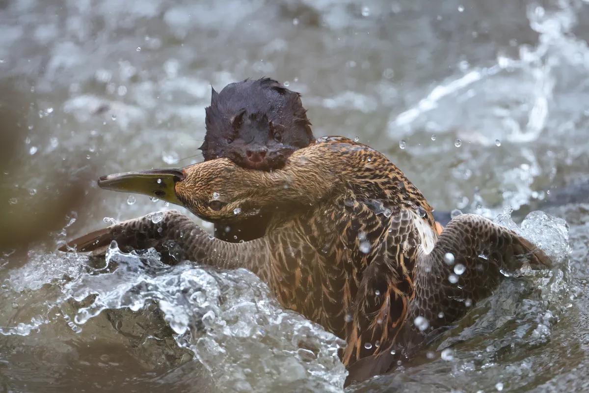 Loomafotode peaauhind - «Aasta saak».