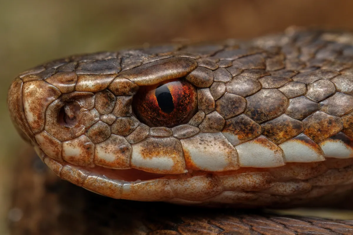 Loomafotode 1. auhind - rästik