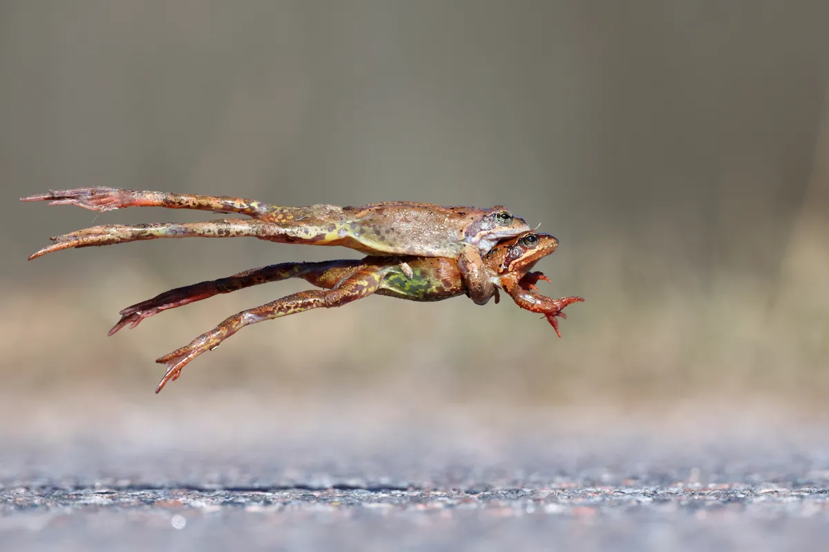 Auhind käituva looma ja veelooma foto eest - rohukonn.