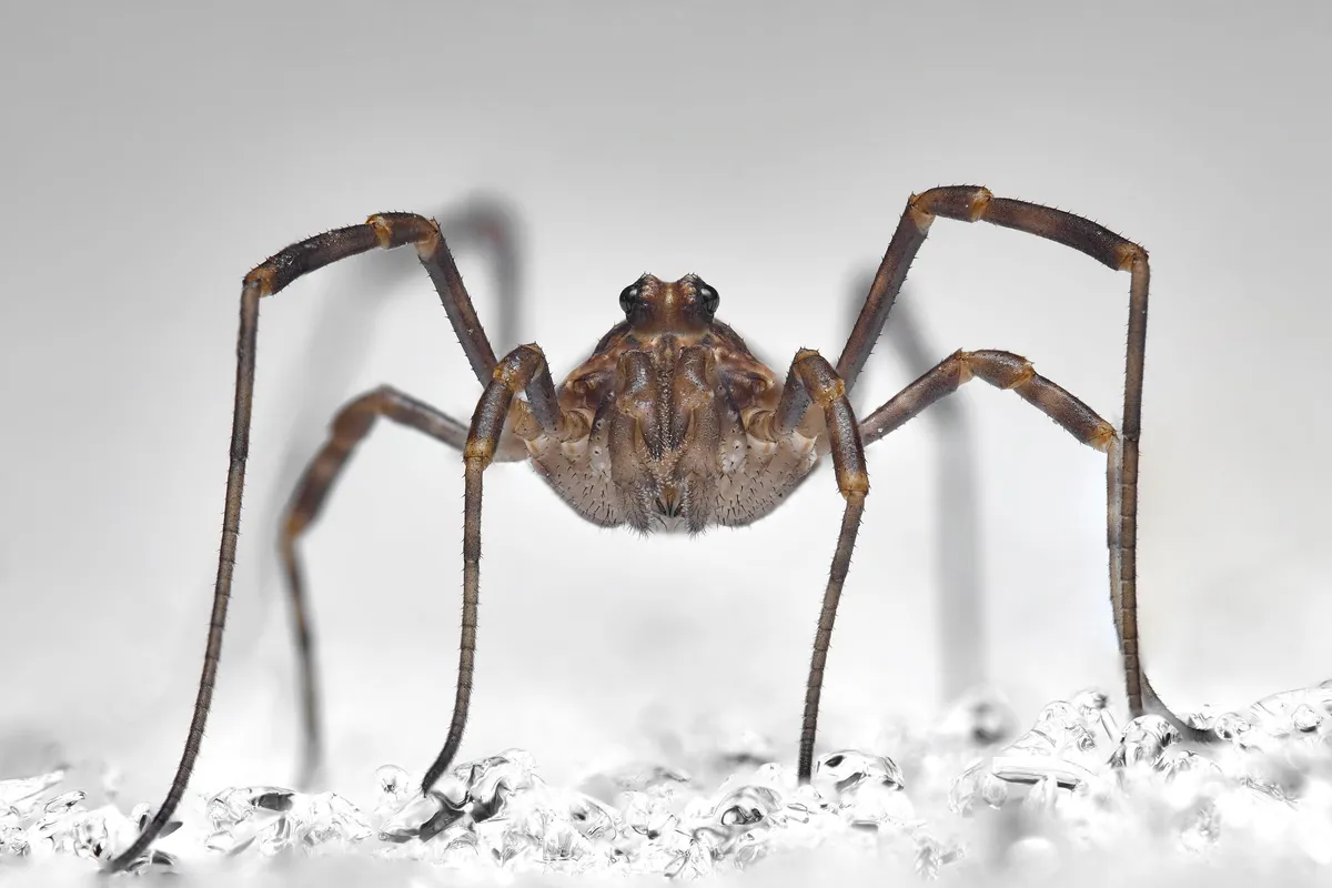 Väikese looma foto eest.