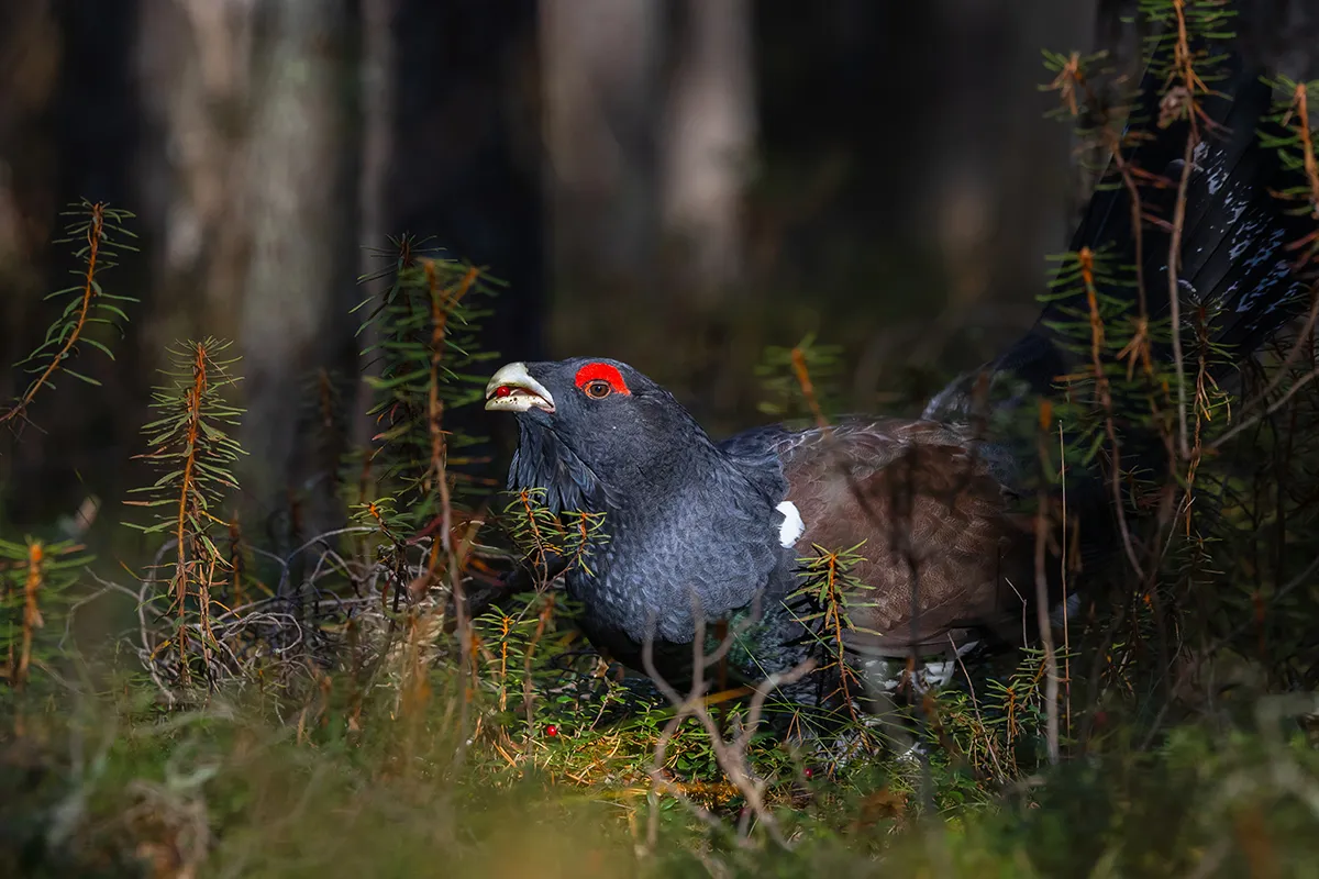 Tallinna loomaaia auhind –