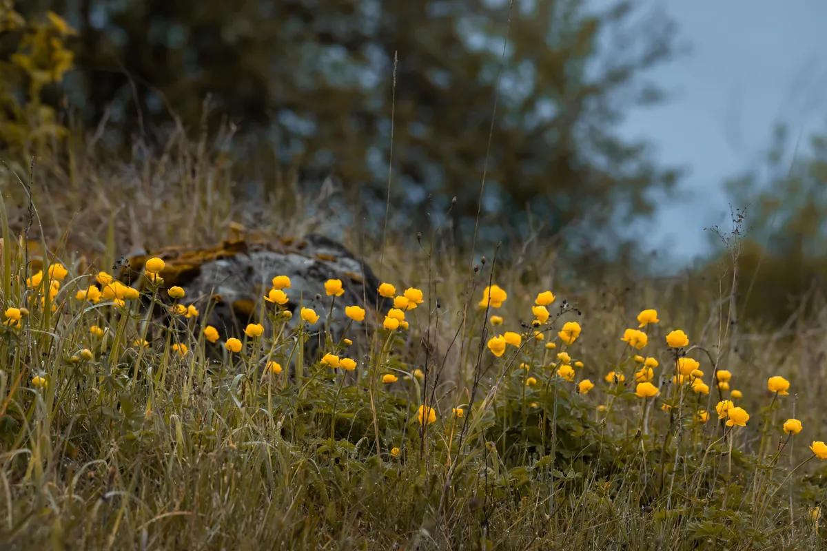 Taimefotode peaauhind –