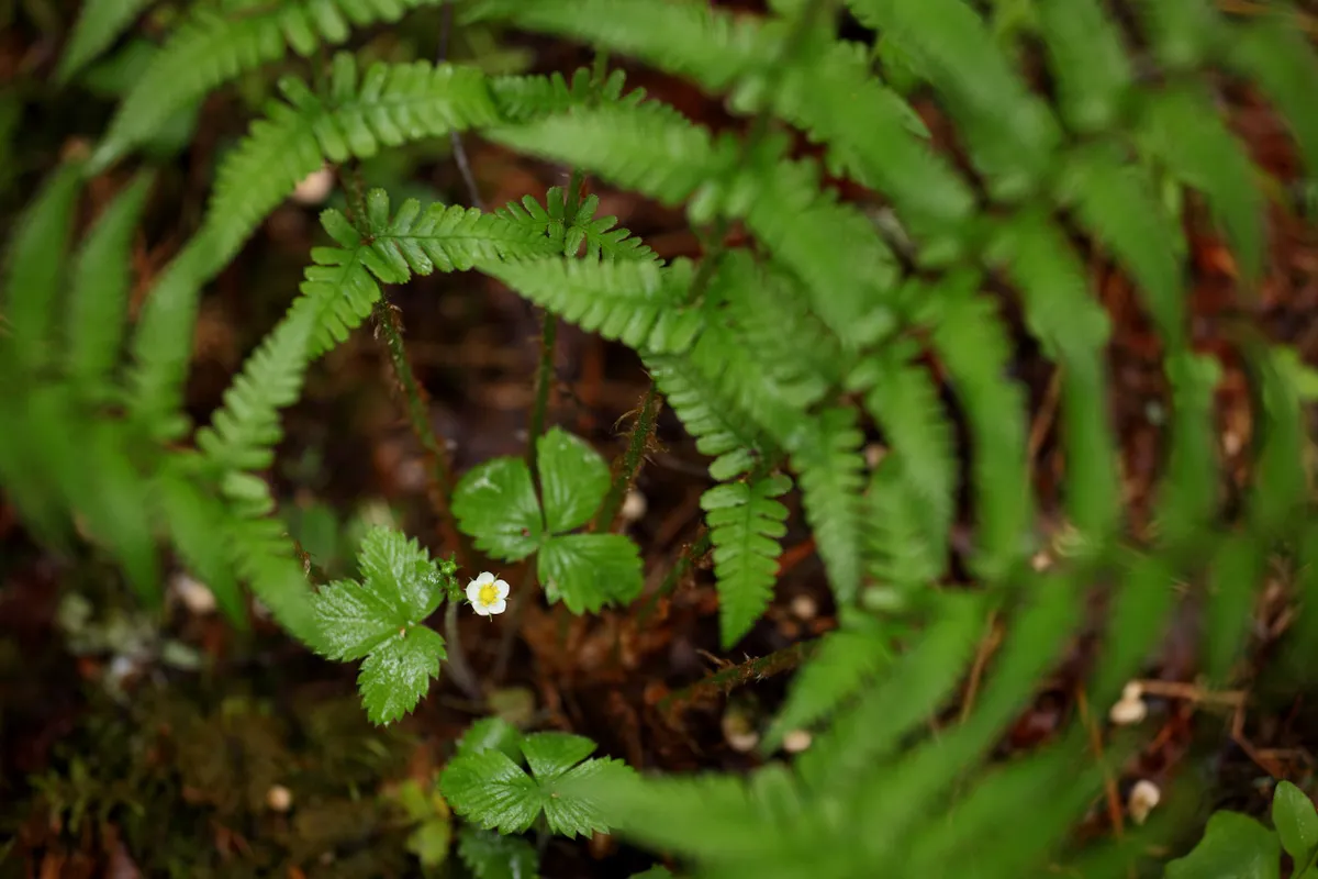 Taimefotode 1. auhind –