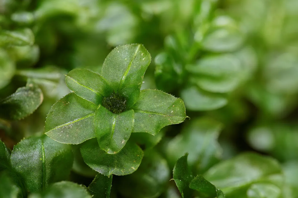 Auhind väikese taime foto eest – Eimar Kull.