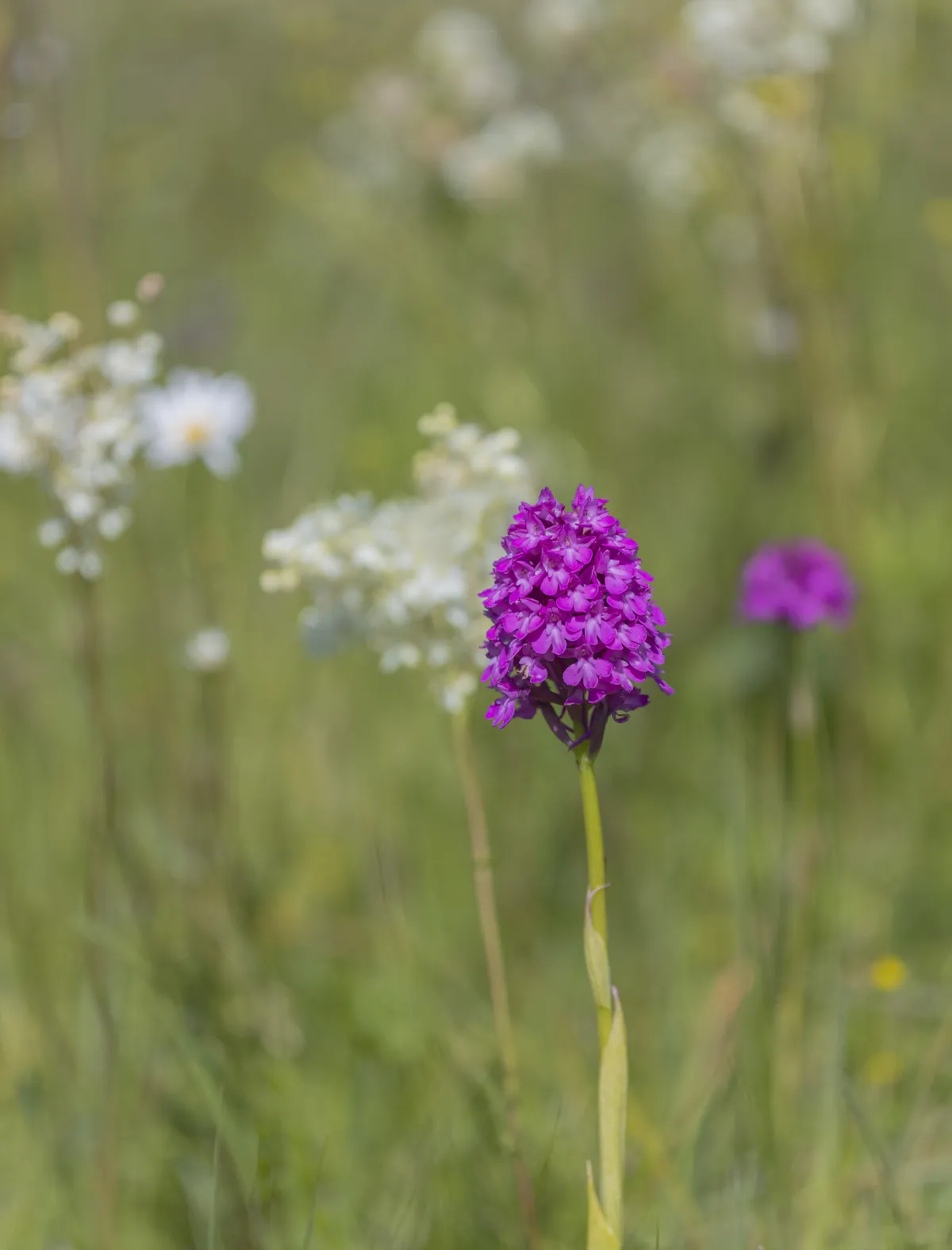 Püramiid-koerakäpp -