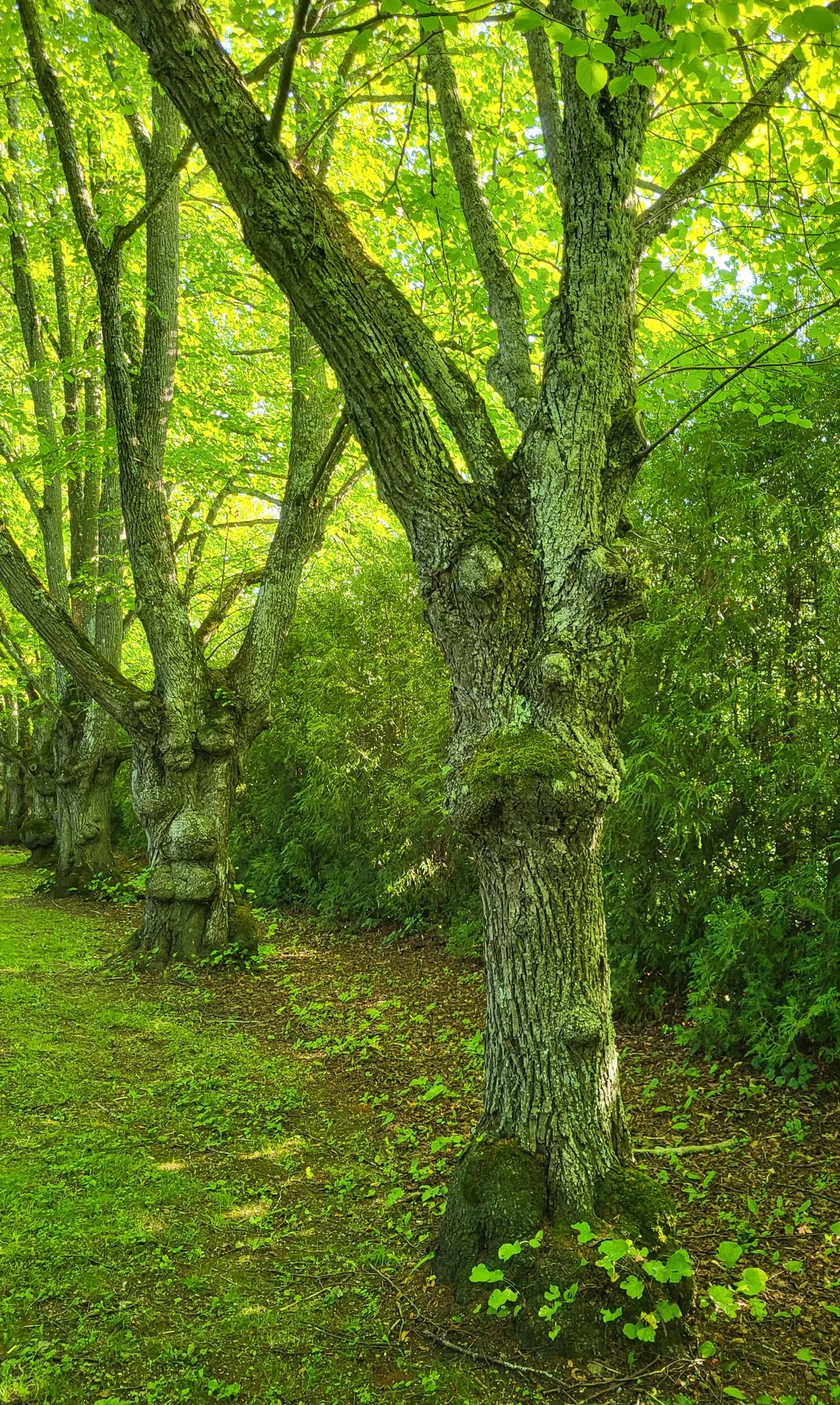 Arboristide ühingu auhind põlispuu foto eest –