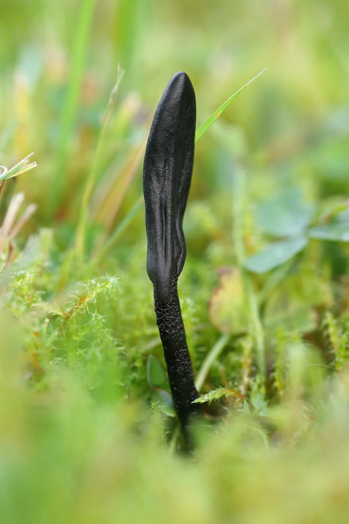 Seenefotode 1. auhind –