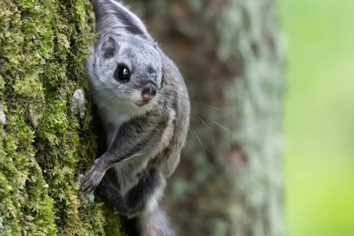 Kliimaministeeriumi auhind elurikkuse foto eest –