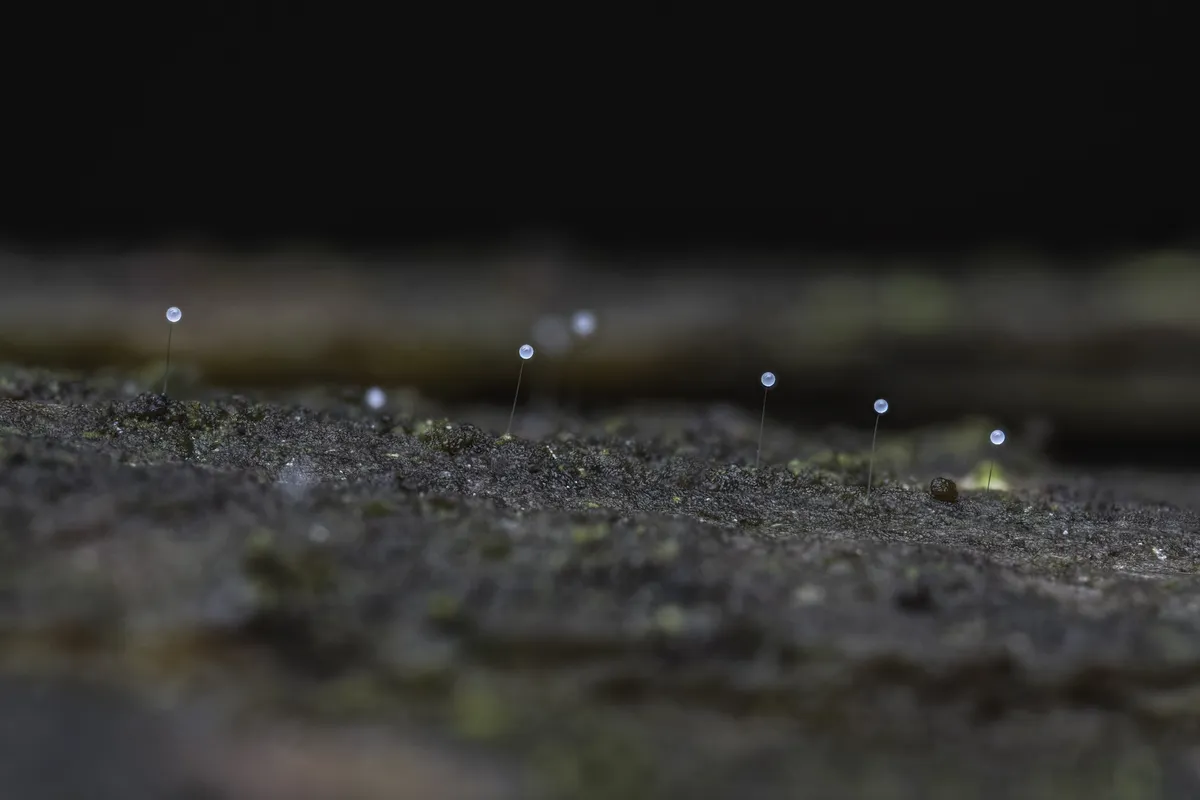 Tartu ülikooli loodusmuuseumi auhind maastike ja mustrite foto eest. Hooghanna-spermatofoorid –