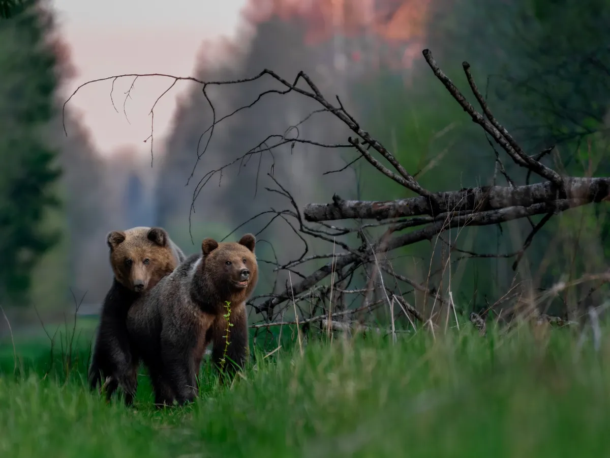 Vikipeedia peaauhind –