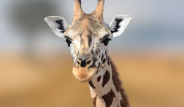 Maailma kõige haruldasem kaelkirjak elab pidevas salaküttimise hirmus