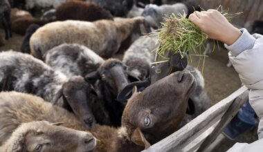 LOOMAAIAST LABORISSE ⟩ Väljaheited võivad päästa miljonite inimeste elu