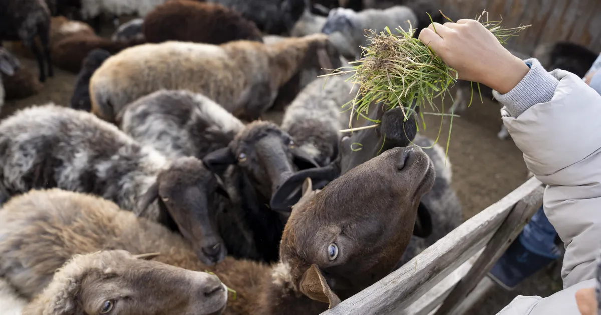 LOOMAAIAST LABORISSE ⟩ Väljaheited võivad päästa miljonite inimeste elu