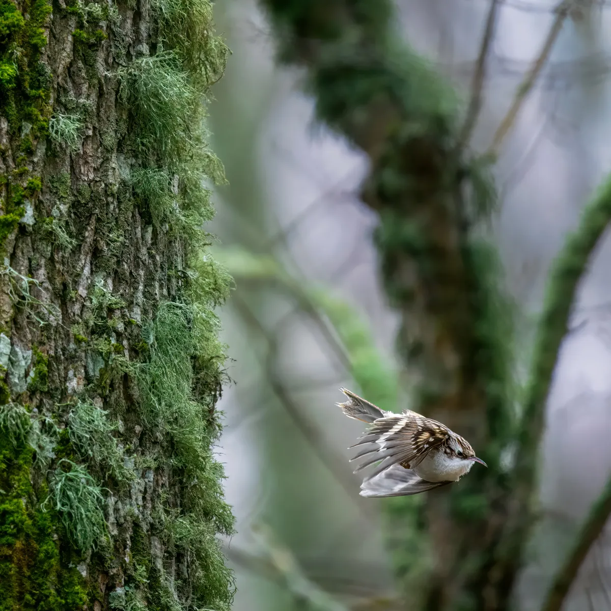 Vikipeedia 1. auhind – porr.